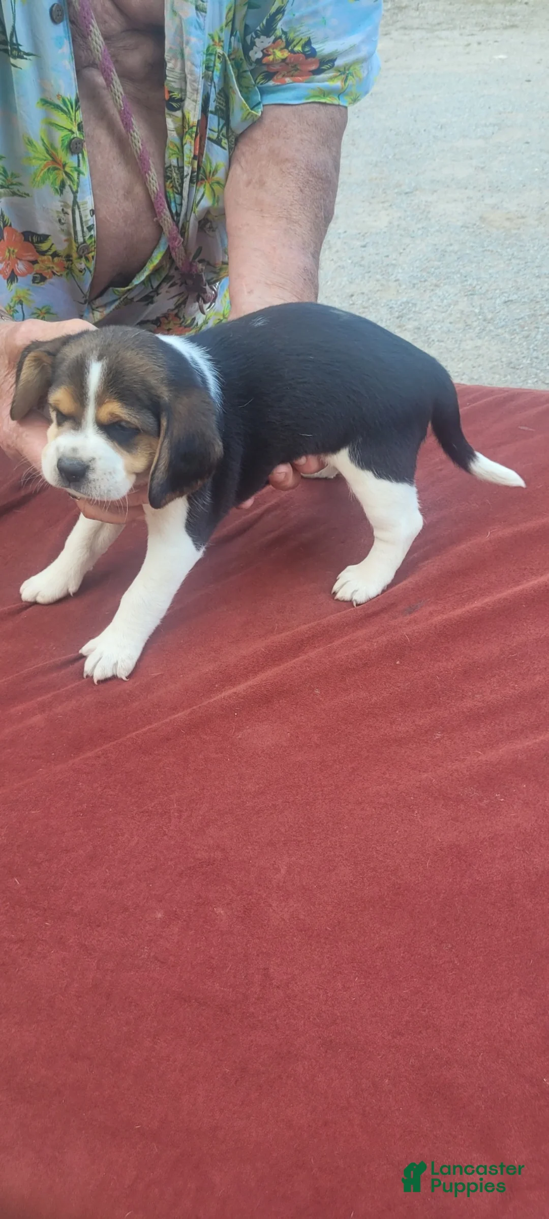 Beagle dogs for sale: AKC Freedom  - Ad 1