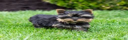 Yorkshire Terrier dogs for sale: Willy Yorkshire Terrier Puppy  - Ad 13