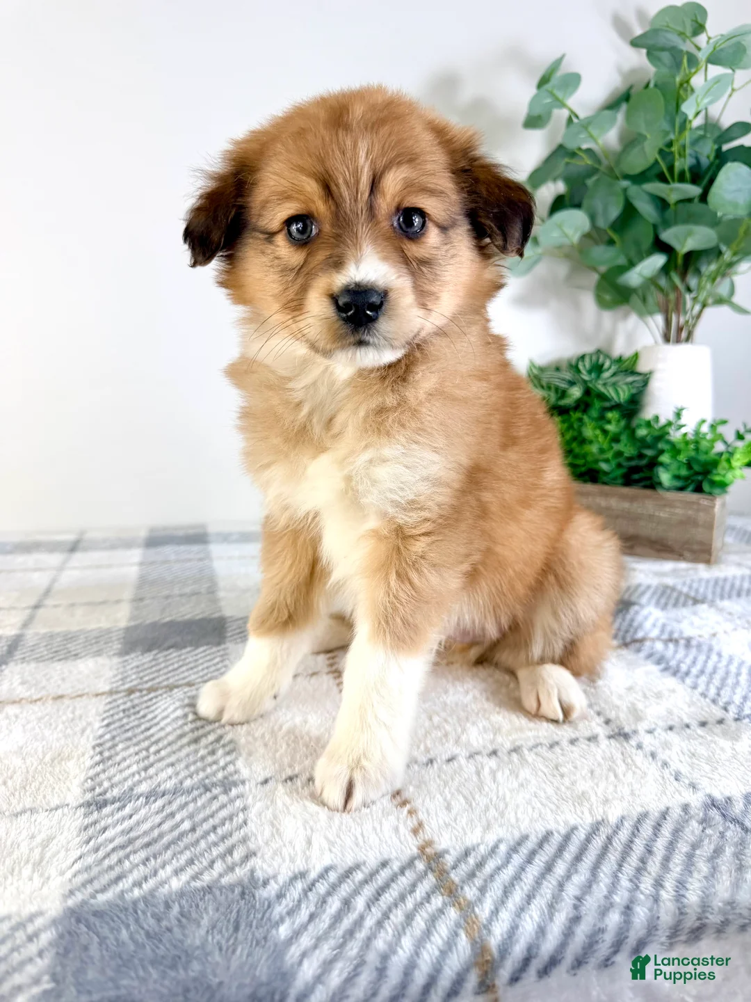 Mixed Breed dogs for sale: Toffee - Ad 5