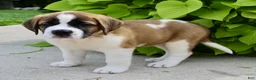 Saint Bernard dogs for sale: Gracie Beth - Ad 5