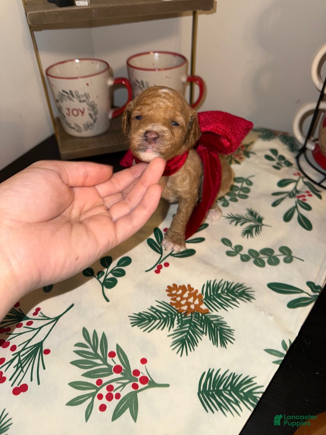 Toy Poodle dogs for sale: Remy - Ad 2