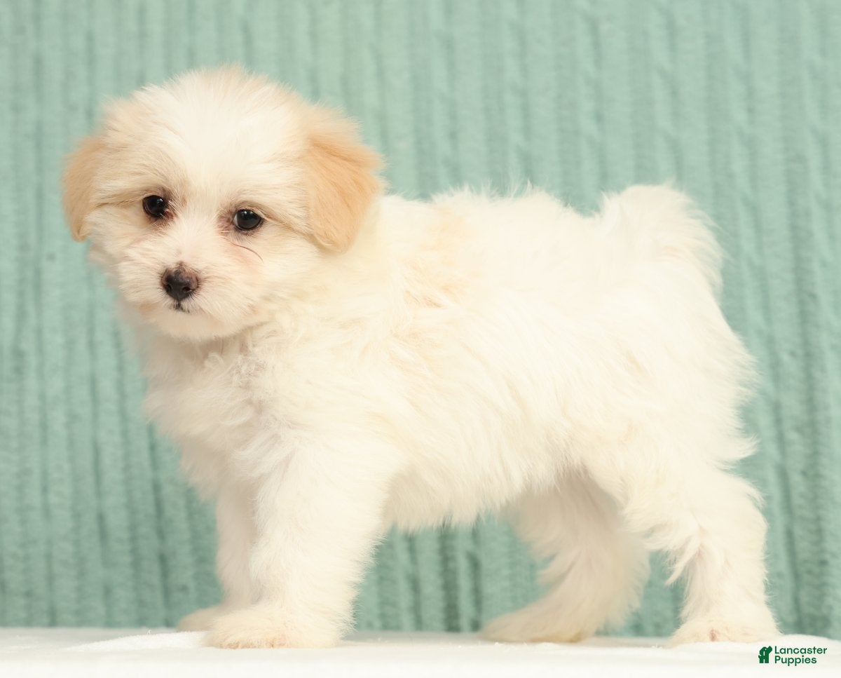 Pomapoo dogs Pixie - Ad 1