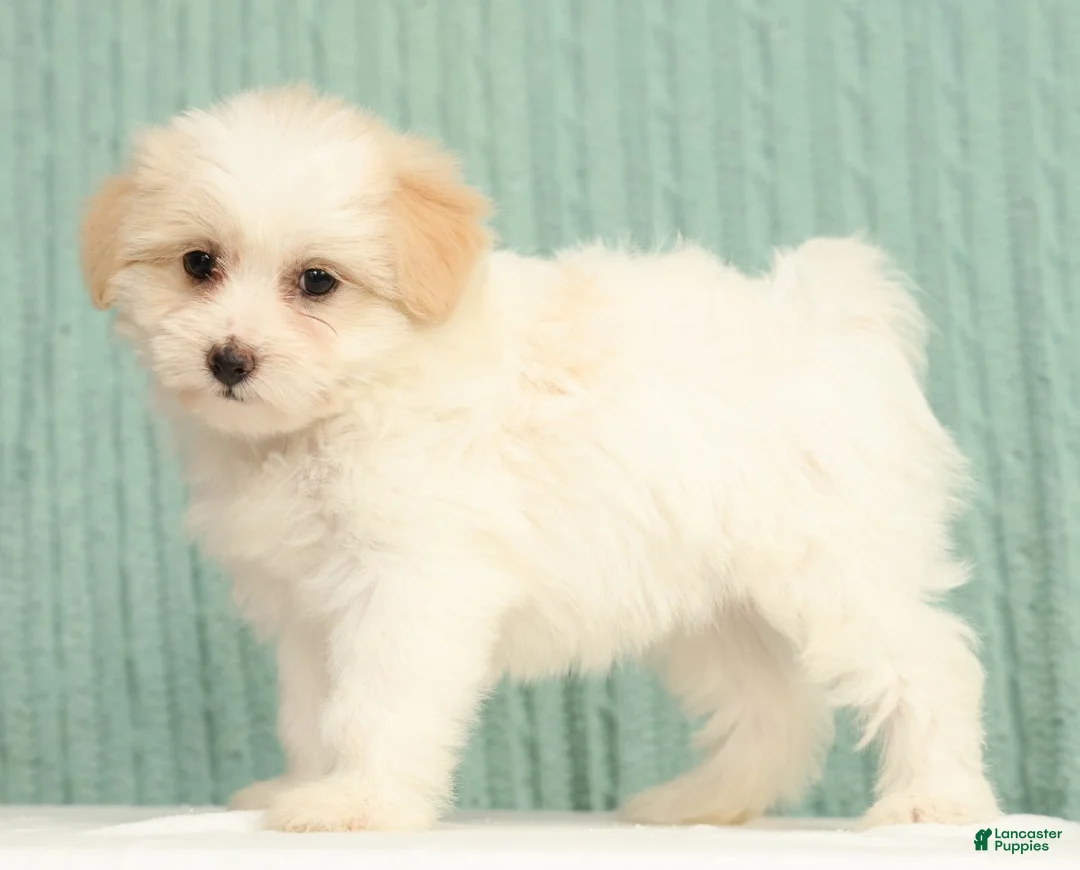 Pomapoo dogs for sale: Pixie - Ad 1