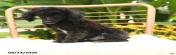 Toy Poodle dogs for sale: Quinton - Ad 4