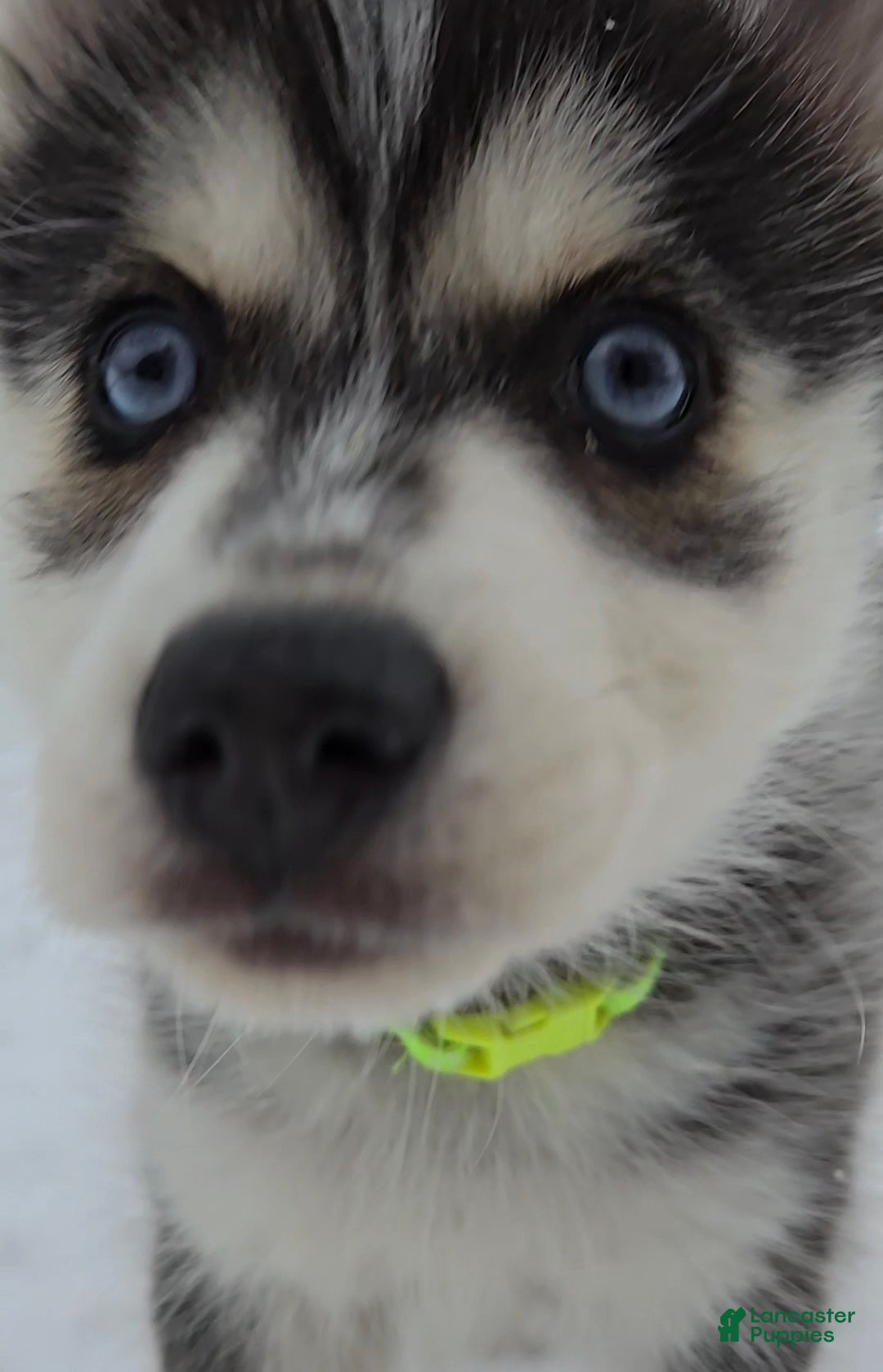 Pomsky dogs for sale: Rocky - Ad 4