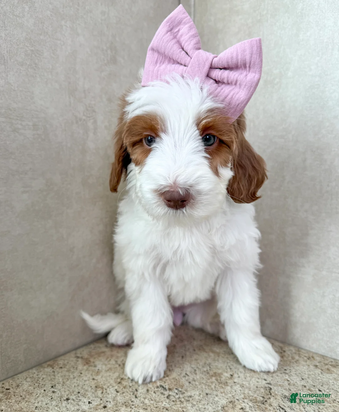 Goldendoodle dogs for sale: Joy - Ad 2