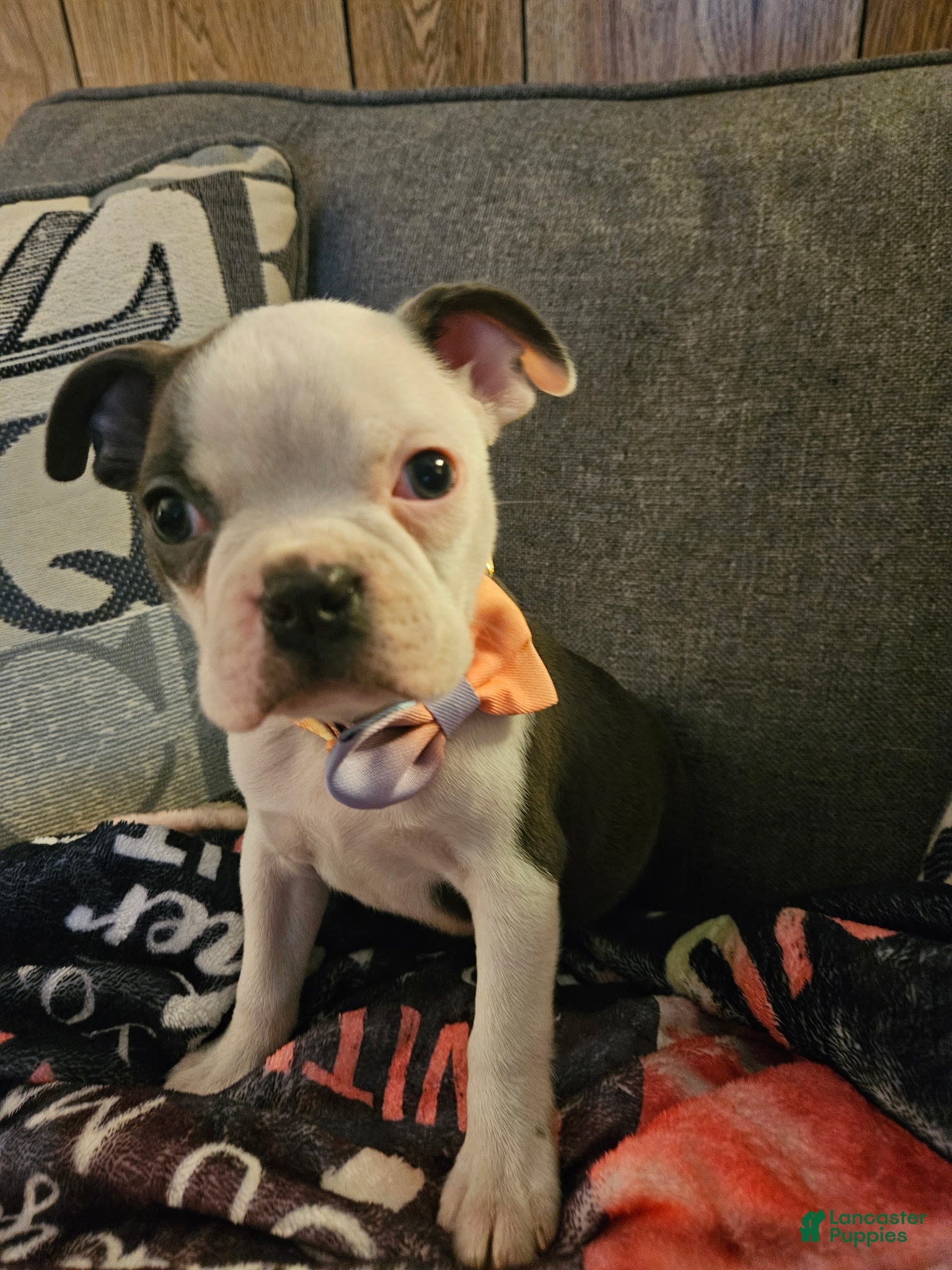 Boston Terrier dogs Bella - Ad 7