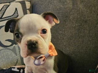 Boston Terrier dogs Bella - Ad 4