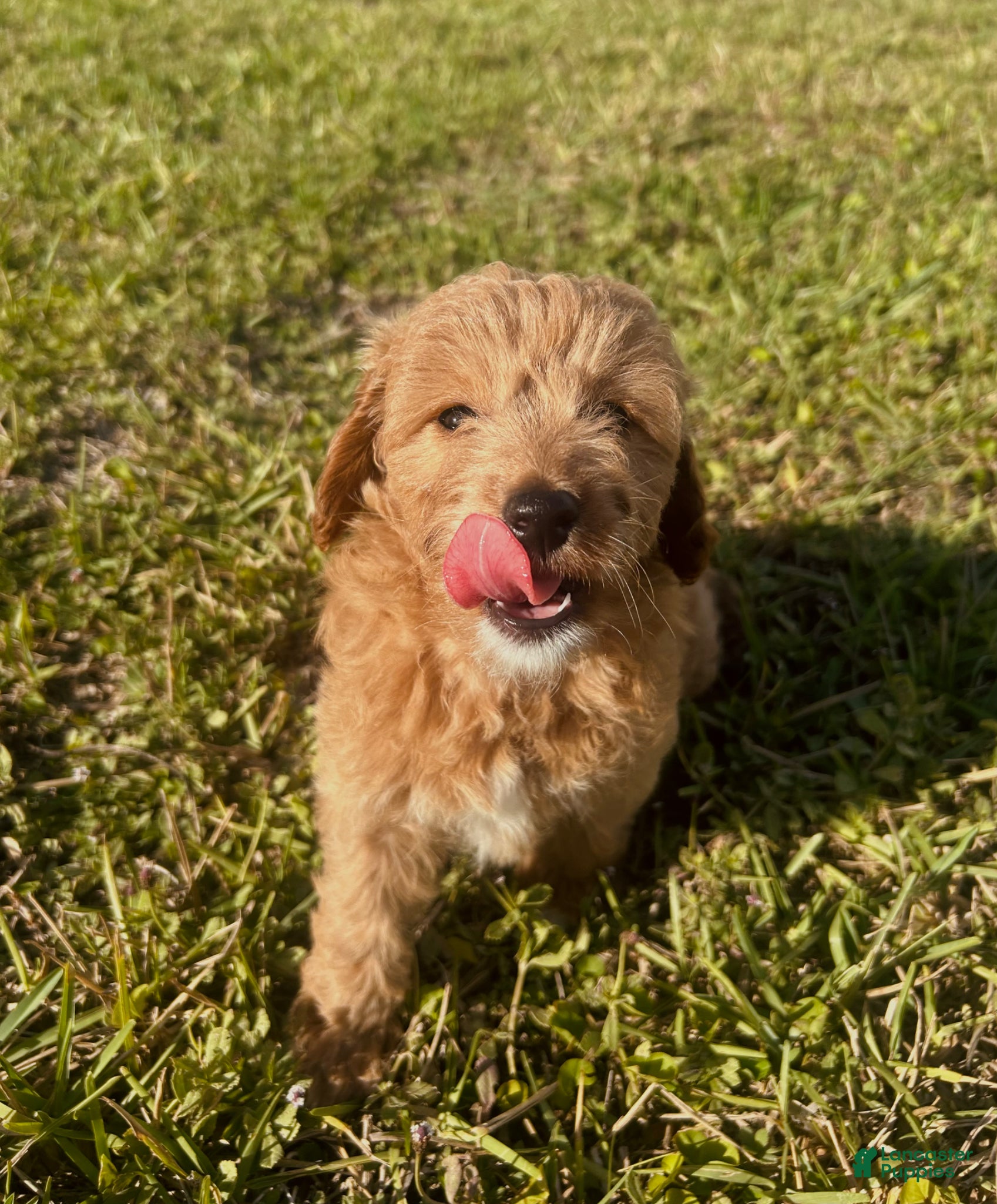 Mini Goldendoodle dogs Mini Goldendoodle Puppy 2 - Ad 5