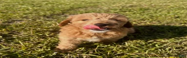 Mini Goldendoodle Puppy 2