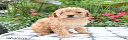 Toy Poodle dogs for sale: Pipkin - Ad 4