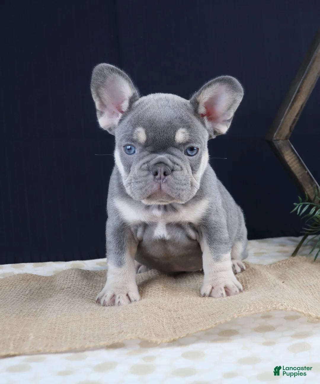 French Bulldog dogs for sale: Lilli - Ad 2