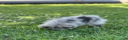 Pomeranian dogs for sale: Bluey - Ad 13