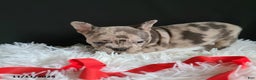 Frenchton dogs for sale: Pebbles - Ad 19