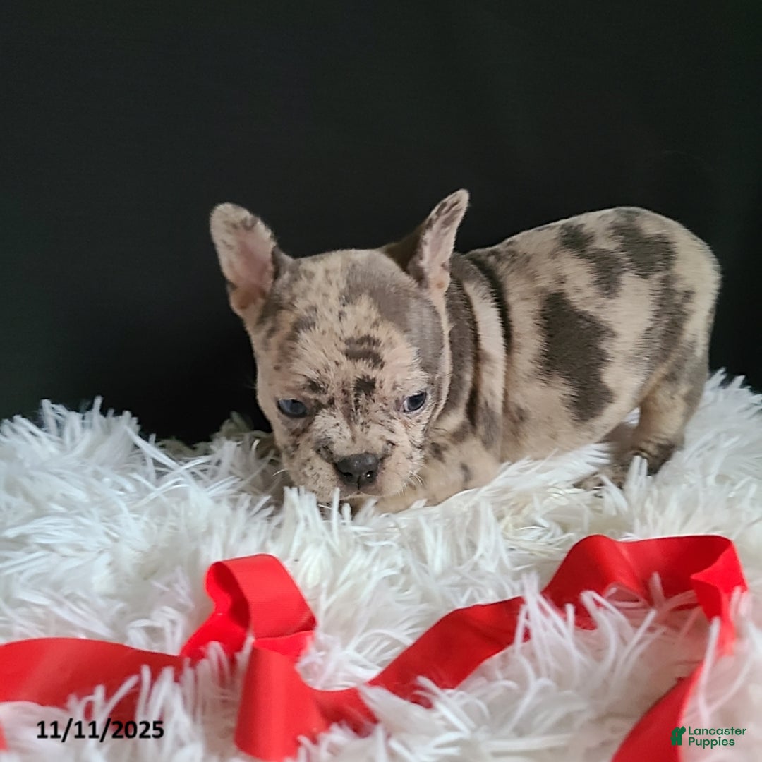 Frenchton dogs for sale: Pebbles - Ad 19