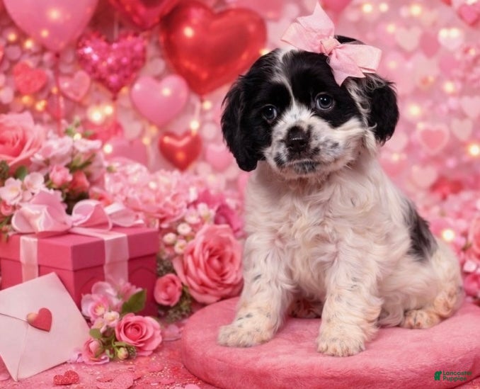 Cocker Spaniel dogs Rosie  - Ad 8