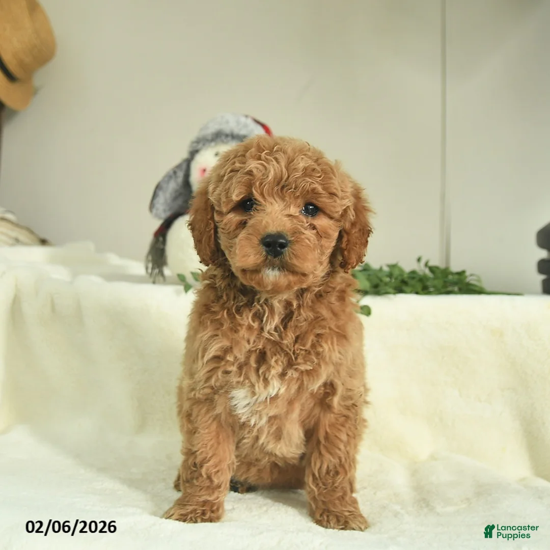 Goldendoodle dogs for sale: Diamond  - Ad 1