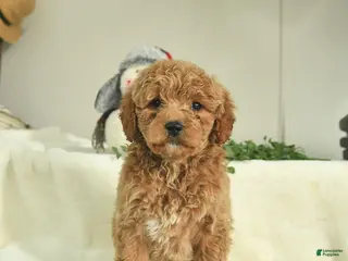 Goldendoodle dogs Diamond - Ad 39