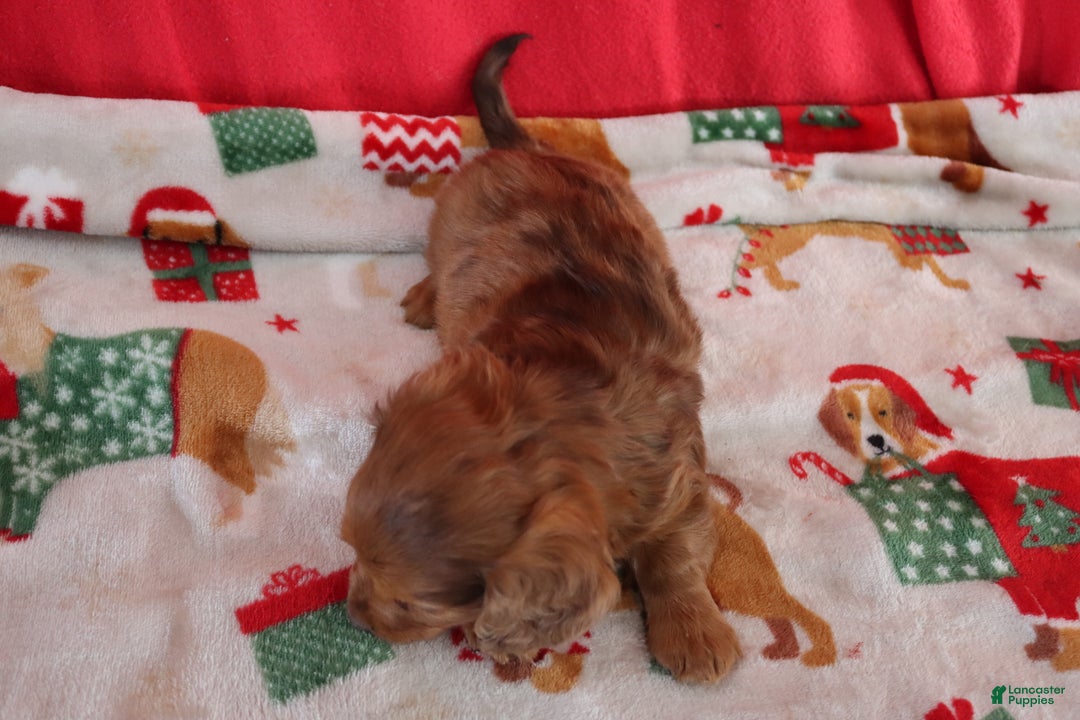 Miniature Dachshund dogs for sale: Andy - Ad 6
