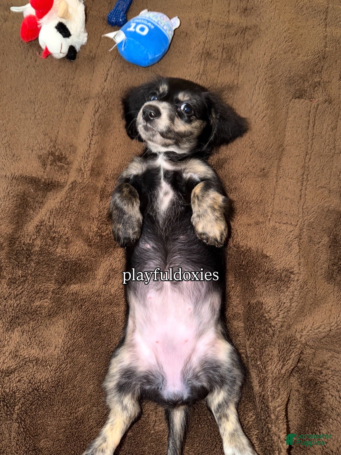 Miniature Dachshund dogs Ready now! Lucy - Dachshund Puppy Black & Cream Piebald Female Long Haired - Ad 2