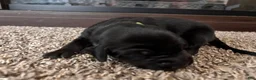 Mixed Breed dogs for sale: Ralph - Ad 4