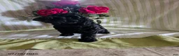 Toy Poodle dogs for sale: Miracle - Ad 3