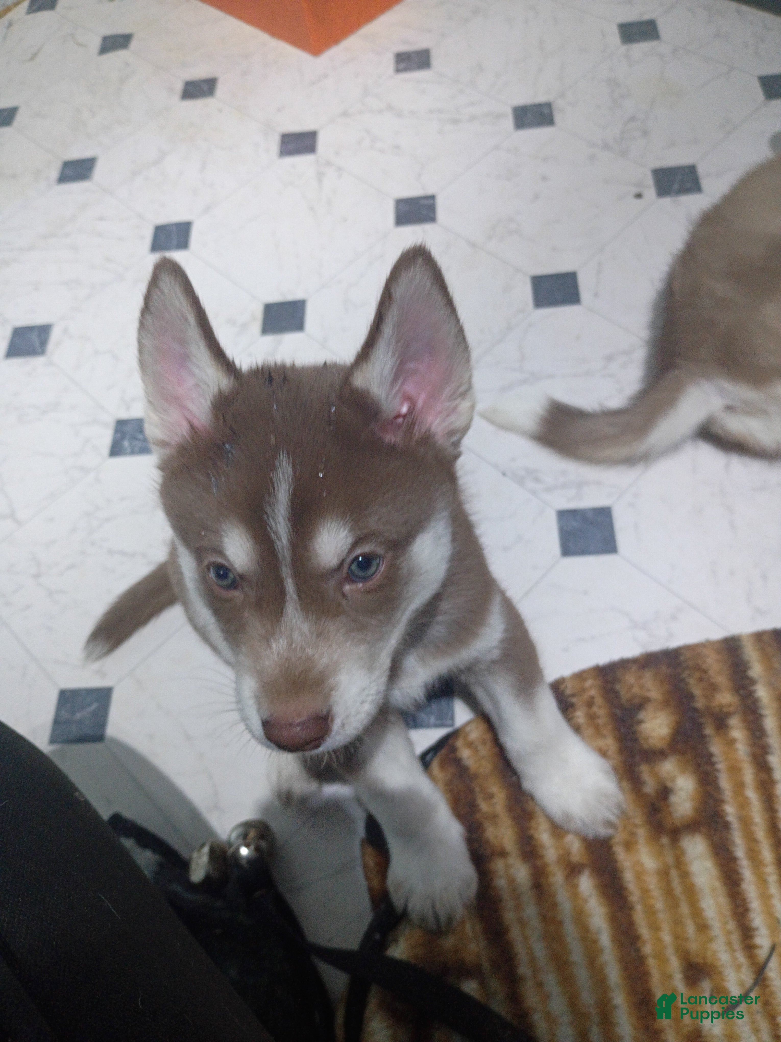 Siberian Husky Puppies for sale in Spring Hill, Florida