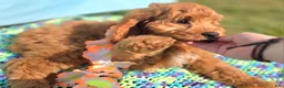 Cockapoo dogs for sale: Cashmere - Ad 9
