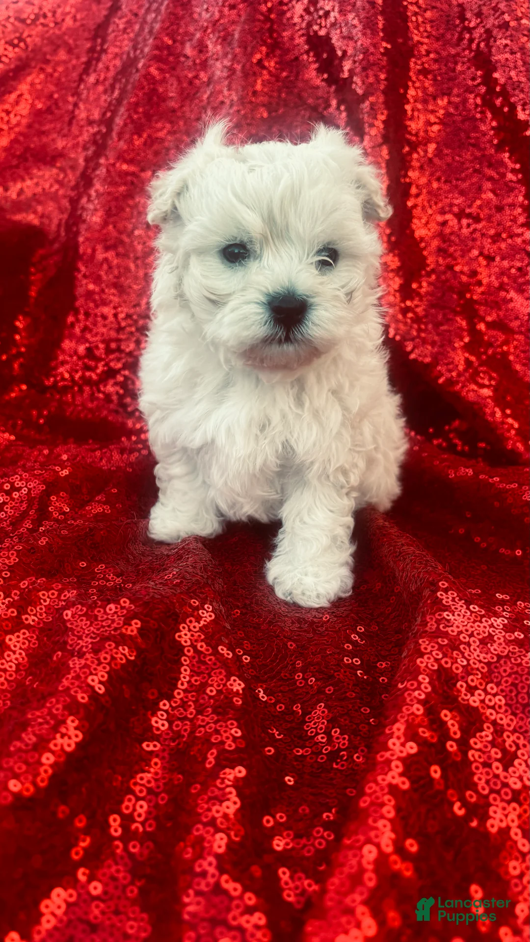 Maltipoo dogs for sale: Maltipoo Puppy 1 - Ad 1