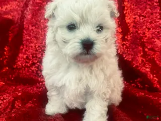 Maltipoo dogs Maltipoo Puppy 1 - Ad 9