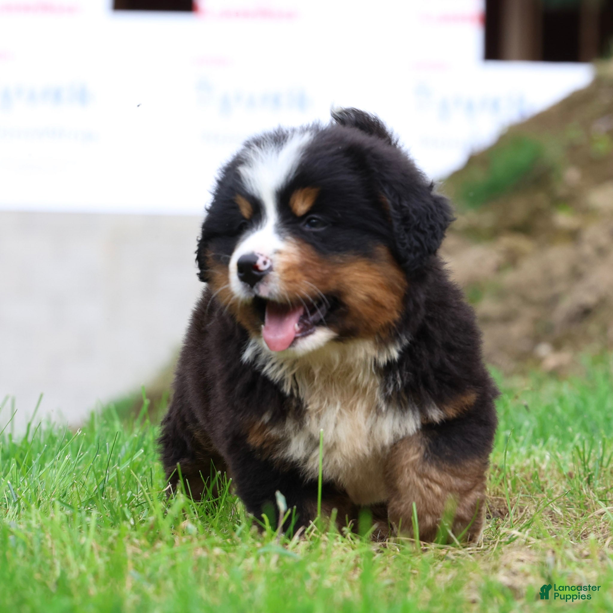 Bernese Mountain Dog dogs Summit - Ad 2