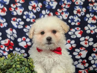 Bichon Frise dogs Bolton - Ad 9