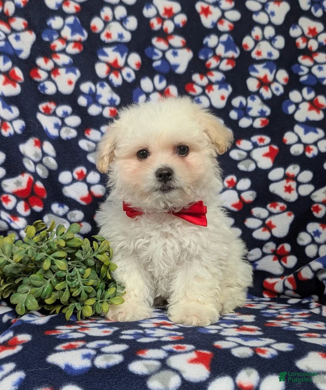 Bichon Frise dogs for sale: Bolton - Ad 1