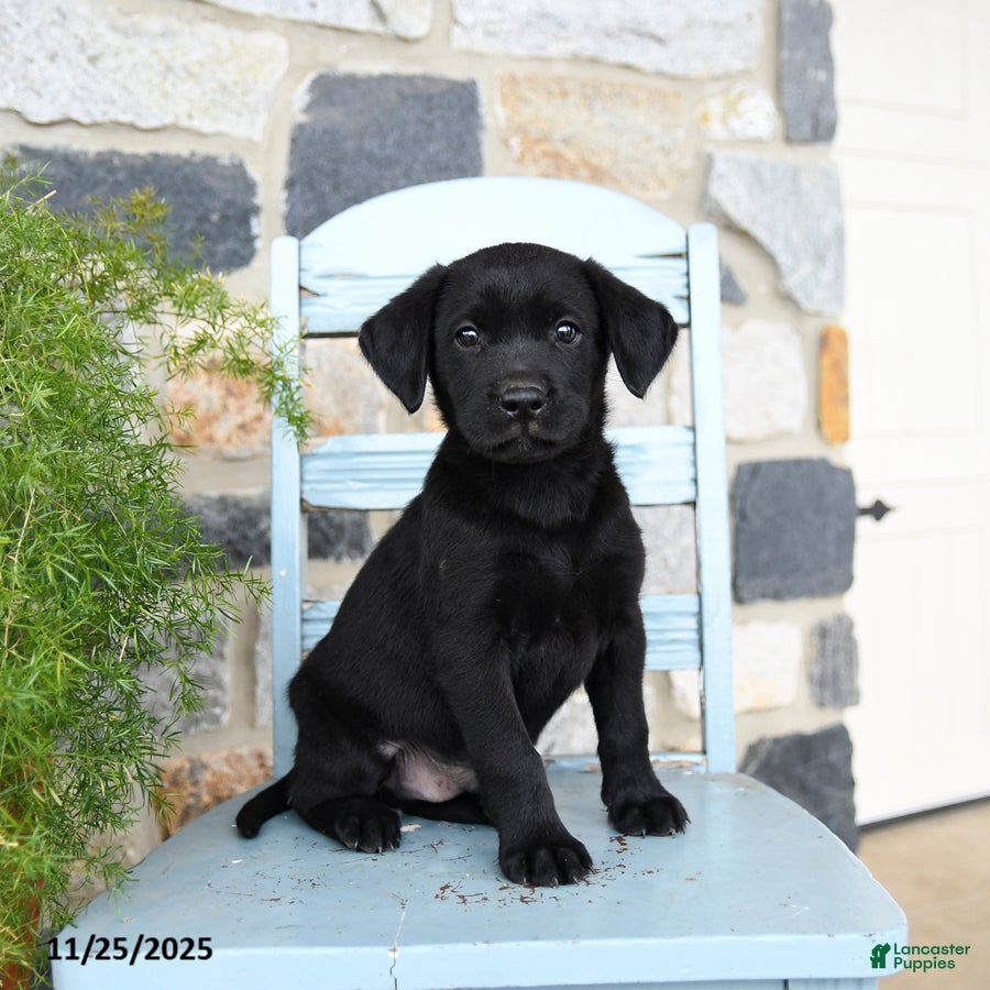 Labrador Retriever dogs Cola - Ad 11