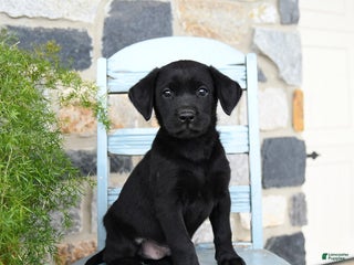 Labrador Retriever dogs Cola - Ad 38