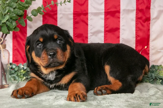 Alex Rottweiler for sale in Orwell | Lancaster Puppies