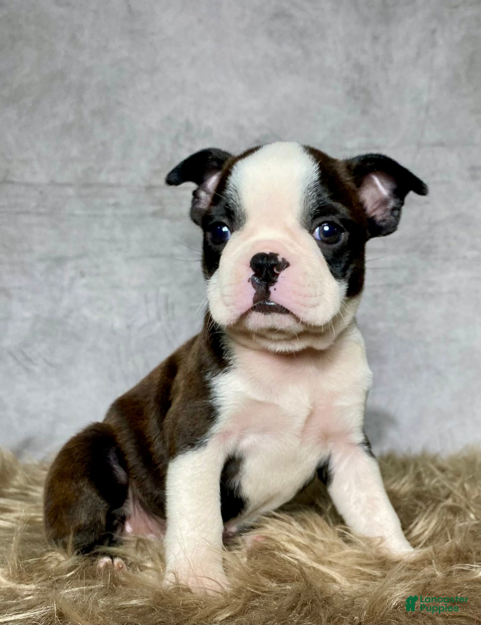 Boston Terrier dogs Mr. Jax - Ad 1