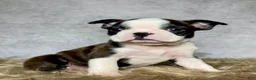 Boston Terrier dogs for sale: Mr. Jax - Ad 1