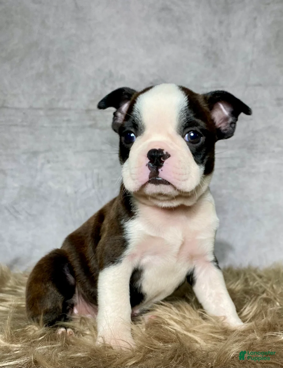 Boston Terrier dogs for sale: Mr. Jax - Ad 1