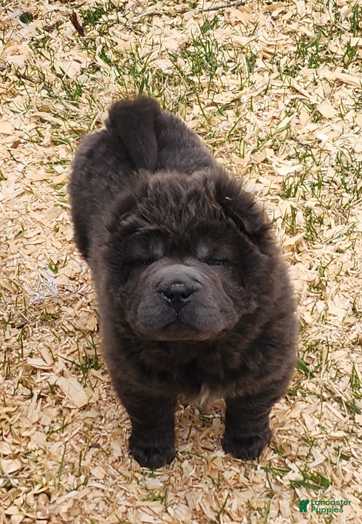 Shar Pei dogs Blue bear mini - Ad 1