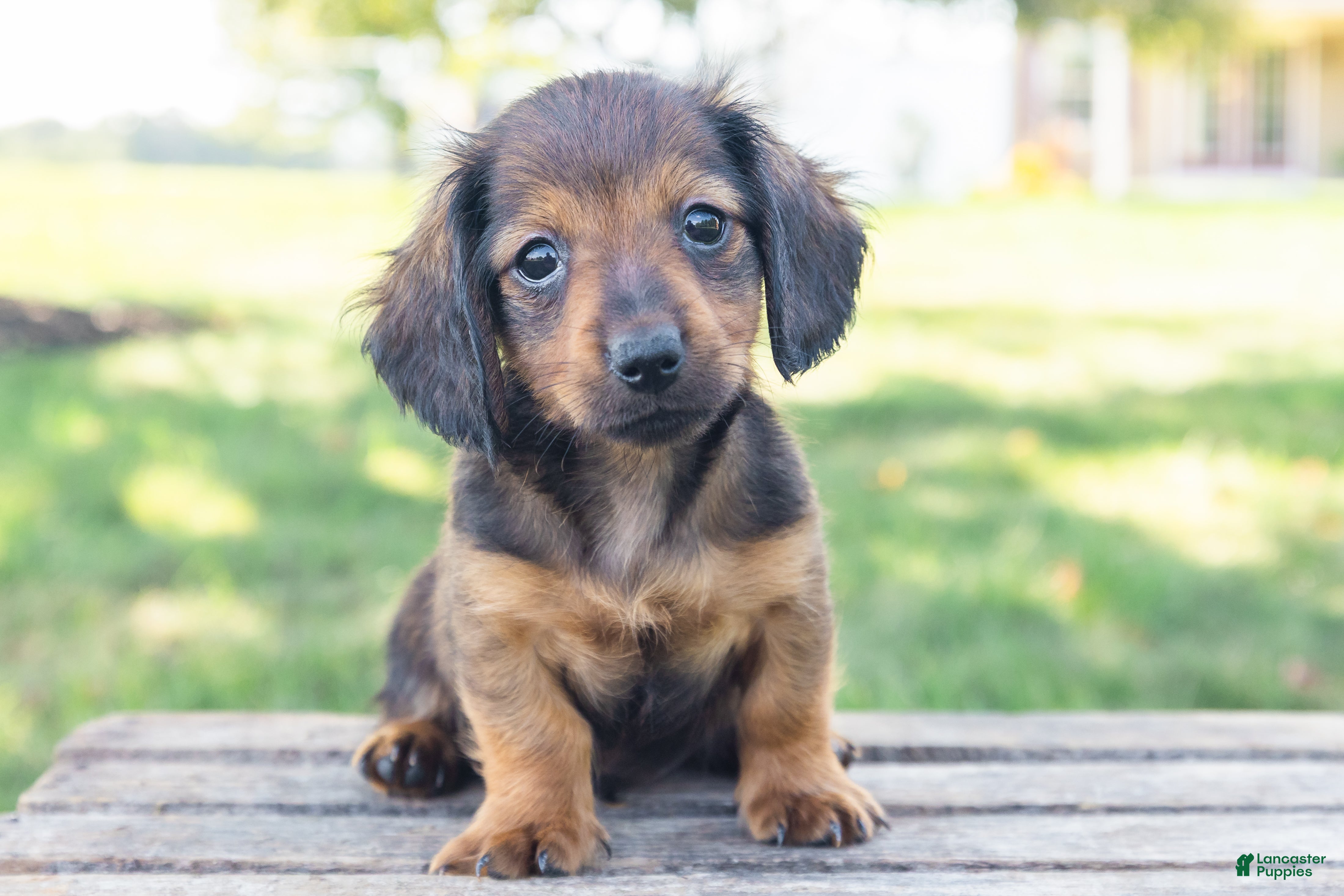 Miniature Dachshund dogs Tootsie - Ad 1