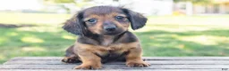 Miniature Dachshund dogs for sale: Tootsie - Ad 5