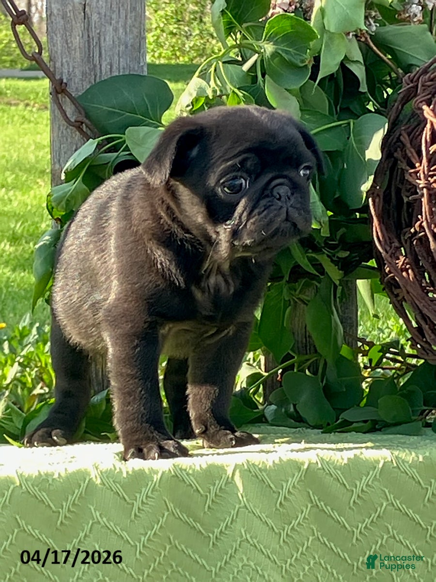 Pug dogs Lonnie - Ad 2