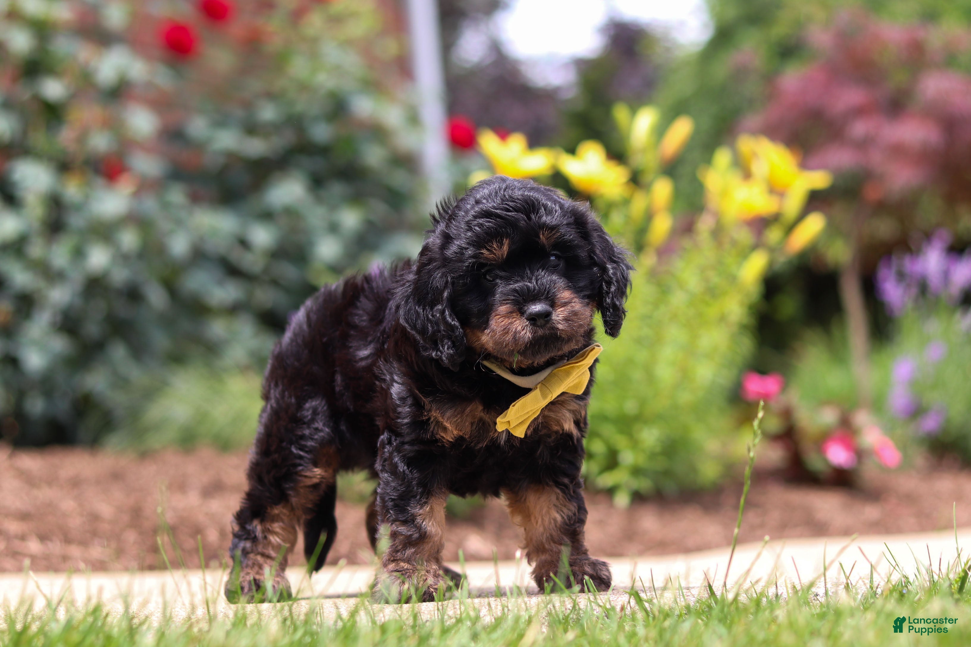 Cavapoo dogs Alex - Ad 1