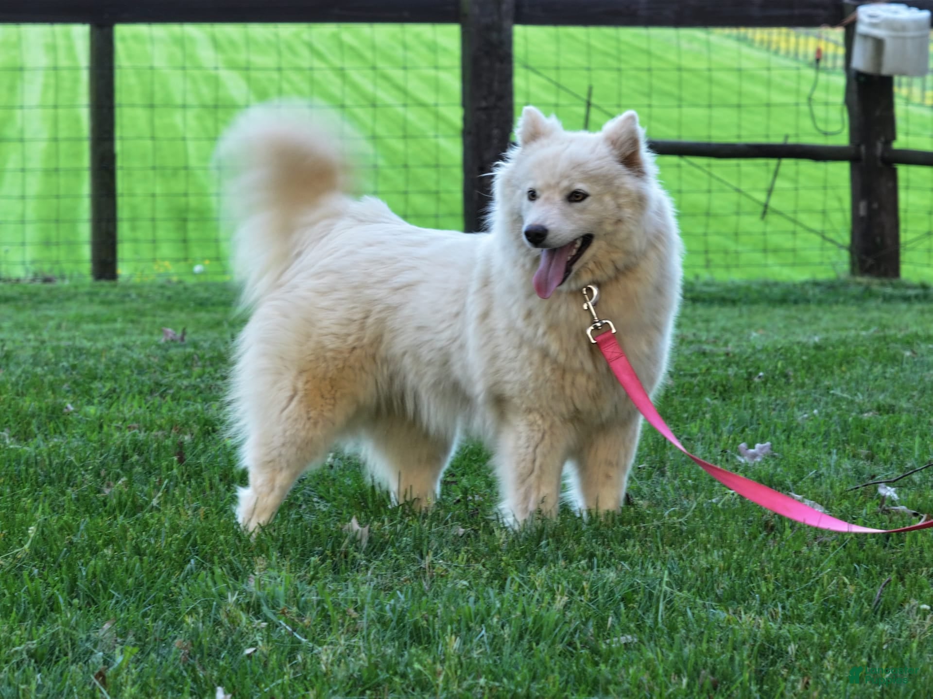 Pomsky dogs Miss Muffet - Ad 14