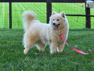 Pomsky dogs Miss Muffet - Ad 14