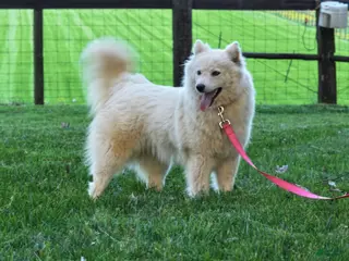 Pomsky dogs Miss Muffet - Ad 7