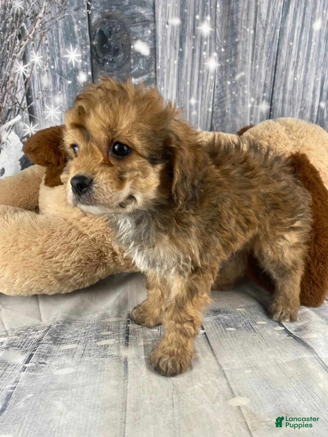 Cavapoo dogs for sale: Ace - Ad 9