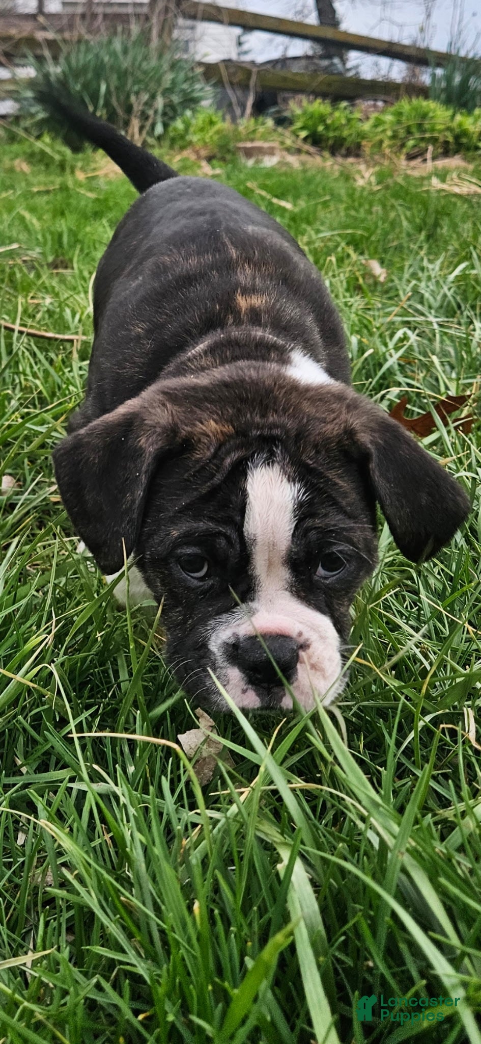 Olde English Bulldogge dogs Gouda  - Ad 2