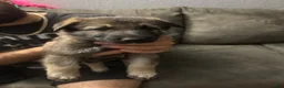 German Shepherd dogs for sale: German Shepherd 1 - Ad 5